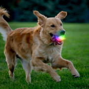 Hračka pre psa Nite Ize GlowStreak Wild LED Ball