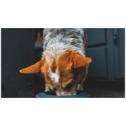 Miska pre psa Ruffwear Basecamp™ Anti-Splash Insert