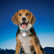 Svietiaci obojok pre psa Nite Ize SpotLit Collar Light