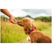 Obojok pre psa Mountain Paws Extra Tough Dog Collar