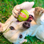 Hračka pre psa Nerf Dog Squeak Tennis Ball 3 pcs