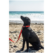 Obojok pre psa Mountain Paws Waterproof Dog Collar