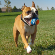 Hračka pre psa Nerf Dog Small Tennis Balls 3 pcs