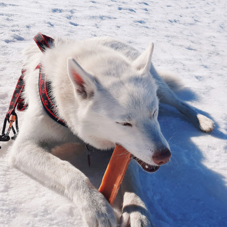 Hračka pre psa Explorer Dog Himalayan Chew