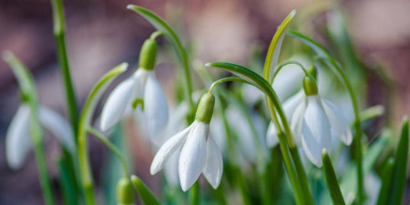 Svieženky - poslovia jari - výber noviniek roku 2022