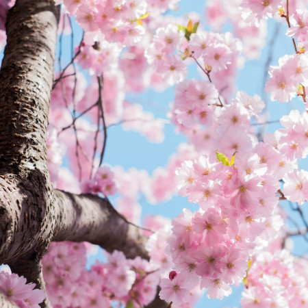 Z machu a papradia - nezávadné čítanie - bicykel a beh