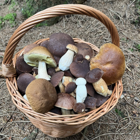 Kam vyraziť na huby a čo si vziať so sebou?