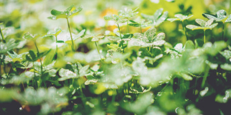 Špeciálna ponuka ku dňu Svätého Patrika + súťaž