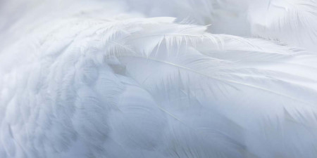 Nechváľte sa cudzím perím - zadovážte si vlastné