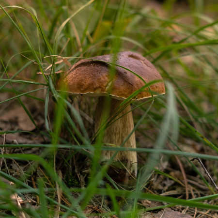 Jesenné výpravy do lesa aj hôr – vybavte sa s -10 %