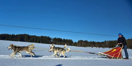 Mushing - tímový šport so psami