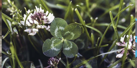 Zelená dvanástka - špeciálne vybrané produkty s extra cenou + SÚŤAŽ