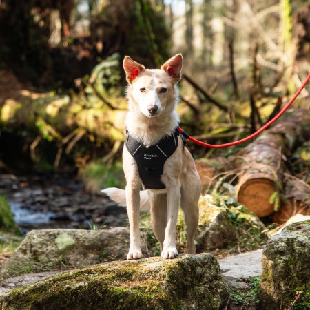 Postroj pre psa Mountain Paws Dog Harness