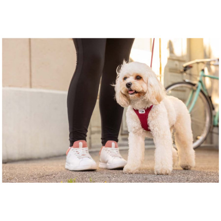 Postroj pre psa Curli Vest Clasp Air-Mesh