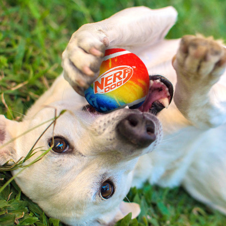 Hračka pre psa Nerf Dog Blaster + Tennis Balls 2 pcs