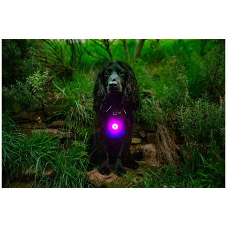 Svetlo pre psa Mountain Paws Dog safety light 2-Pack