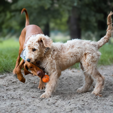Hračka pre psa Explorer Dog AirBall 6,5 cm