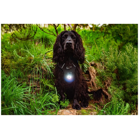 Svetlo pre psa Mountain Paws Dog safety light 2-Pack