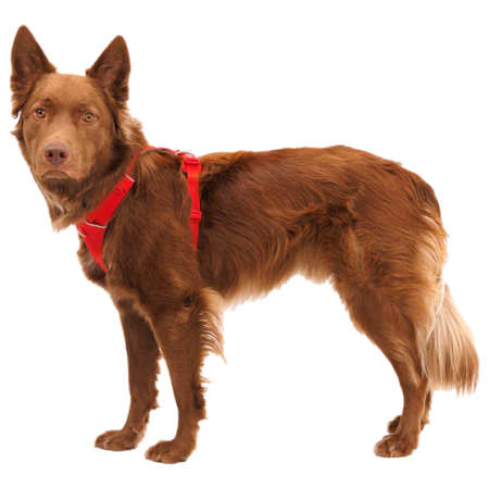 Postroj pre psa Ruffwear Front Range® Harness