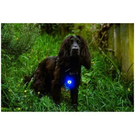 Svetlo pre psa Mountain Paws Dog safety light 2-Pack