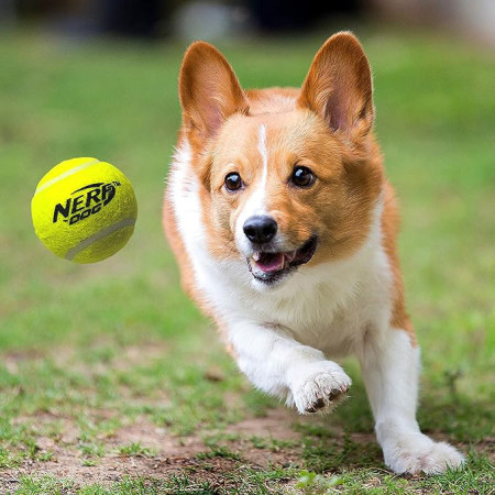 Hračka pre psa Nerf Dog Blaster + Tennis Balls 3 pcs