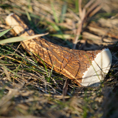 Hračka pre psa Explorer Dog Antler Chew easy