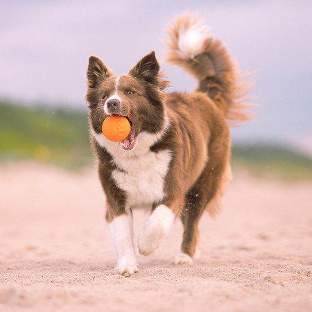 Hračka pre psa Explorer Dog AirBall Tips 8 cm