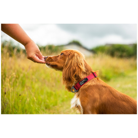 Obojok pre psa Mountain Paws Extra Tough Dog Collar