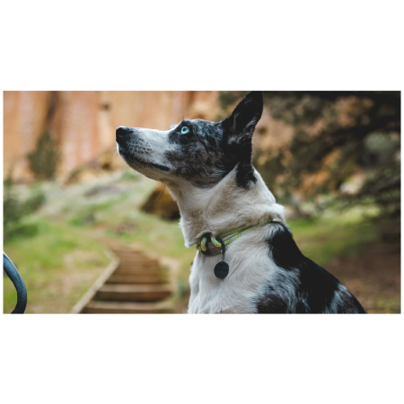 Obojok pre psa Ruffwear Knot-a-Collar™