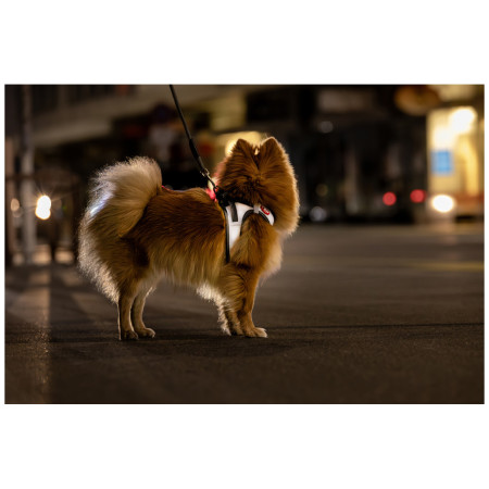 Postroj pre psa Curli Glow Reflective