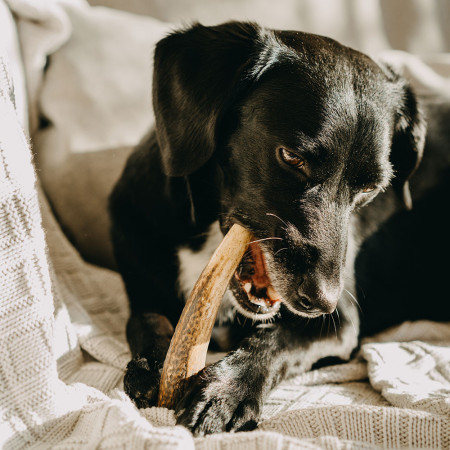 Hračka pre psa Explorer Dog Antler Chew easy