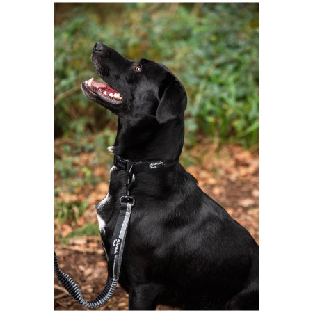 Vôdzka s amortizérom Mountain Paws Stretch Dog Lead