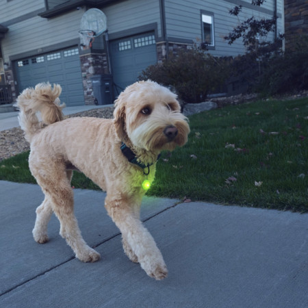 Svietiaci obojok pre psa Nite Ize SpotLit Rechargeable Collar Light
