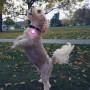 Svietiaci obojok pre psa Nite Ize SpotLit Rechargeable Collar Light