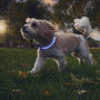 Svietiaci obojok pre psa Nite Ize NiteHowl® Rechargeable LED Safety Necklace