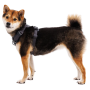 Postroj pre psa Ruffwear Front Range® Harness
