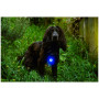 Svetlo pre psa Mountain Paws Dog safety light 2-Pack