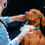 Vlhčené utierky pre psov Explorer Dog Prírodné vlhčené obrúsky pre psov 40 ks