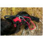 Postroj pre psa Mountain Paws Dog Harness
