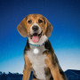 Svietiaci obojok pre psa Nite Ize SpotLit Collar Light