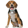 Svietiaci obojok pre psa Nite Ize SpotLit Rechargeable Collar Light
