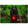Svetlo pre psa Mountain Paws Dog safety light 2-Pack