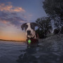 Svetlo pre psa Nite Ize SpotLit® Splash™