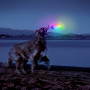Hračka pre psa Nite Ize Flashflight® Dog Discuit™ LED Flying Disc